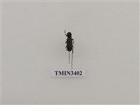 藏品(蛇目天牛)的圖片